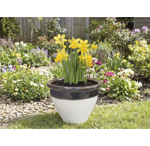 Narcise într-un ghiveci de flori în grădină.