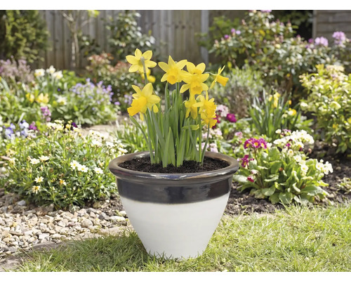 Narcise într-un ghiveci de flori în grădină.