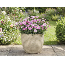 Garoafe într-un ghiveci în grădină.