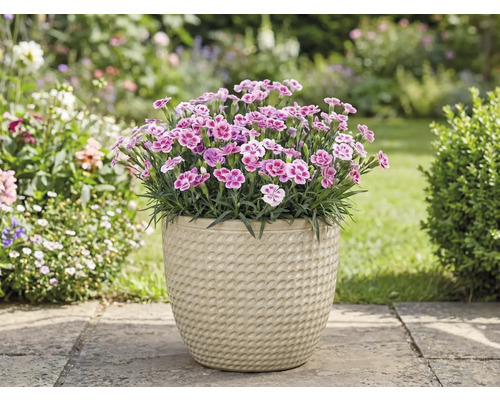 Garoafe într-un ghiveci în grădină.