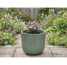 Ghiveci cu garoafe pe o alee de grădină