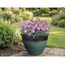 Garoafe într-un ghiveci de flori în grădină.