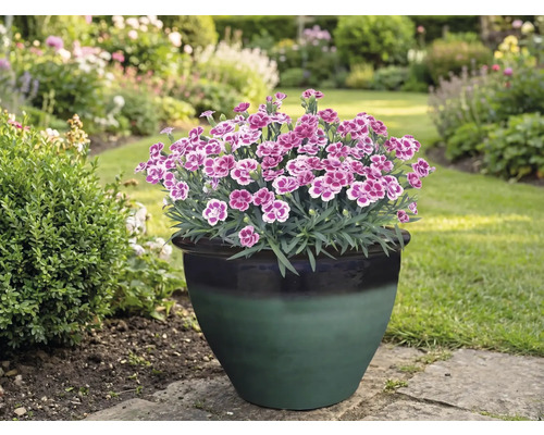 Garoafe într-un ghiveci de flori în grădină.