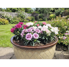 Ghiveci cu garoafe colorate în grădină