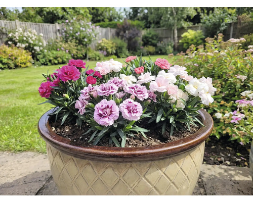 Ghiveci cu garoafe colorate în grădină