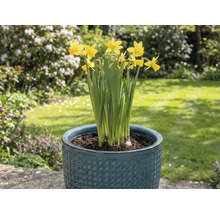 Narcise galbene într-un ghiveci în grădină.