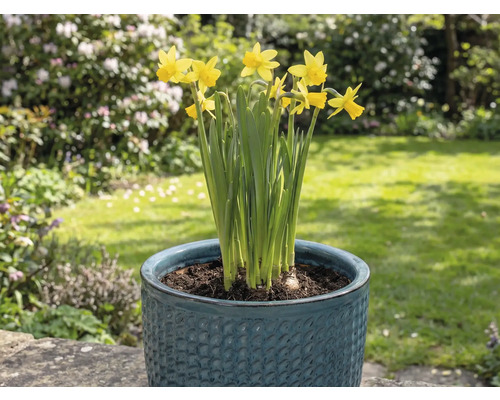 Narcise galbene într-un ghiveci în grădină.