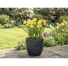 Narcise galbene într-un vas de flori texturat în grădină.