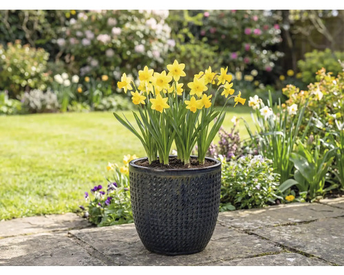 Narcise galbene într-un vas de flori texturat în grădină.