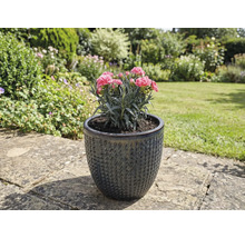 Garoafă în vas ceramic cu flori texturate, în grădină