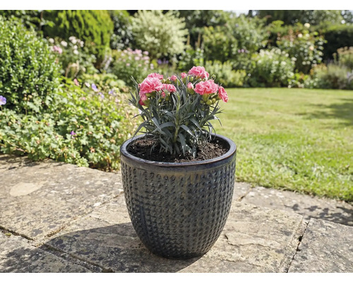 Garoafă în vas ceramic cu flori texturate, în grădină