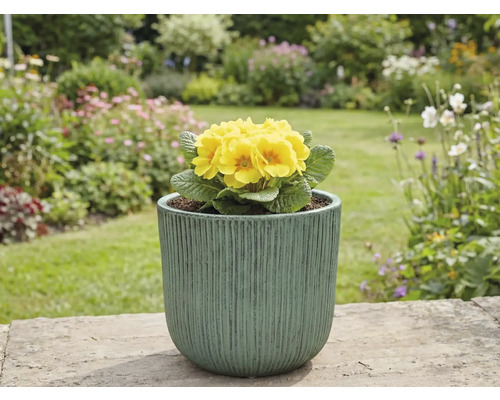 Primulă galbenă în ghiveci în grădină