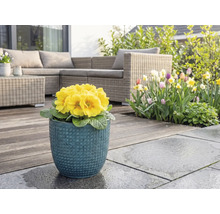 Primulă galbenă în ghiveci albastru pe terasă cu mobilier de grădină și grădină cu flori