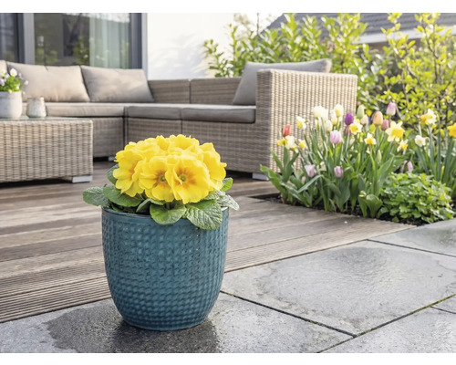 Primulă galbenă în ghiveci albastru pe terasă cu mobilier de grădină și grădină cu flori