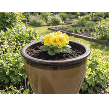 Primulă galbenă într-un ghiveci maro în grădină.