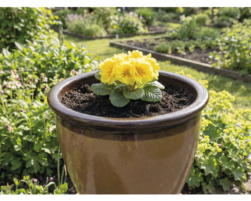 Primulă galbenă într-un ghiveci maro în grădină.