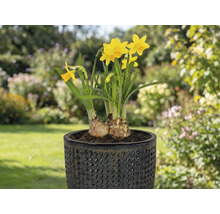 Narcise galbene într-un ghiveci pe o terasă