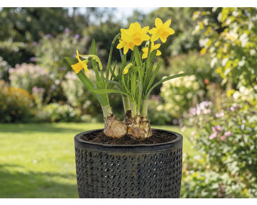 Narcise galbene într-un ghiveci pe o terasă