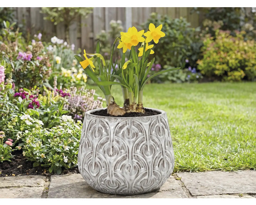 Narcise într-un ghiveci cu model în relief în grădină