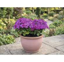 Ghiveci cu flori mov pe o terasă