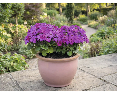 Ghiveci cu flori mov pe o terasă