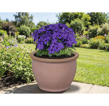 Floare albastră într-un ghiveci de teracotă în grădină.