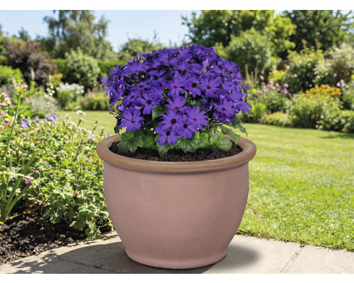 Floare albastră într-un ghiveci de teracotă în grădină.