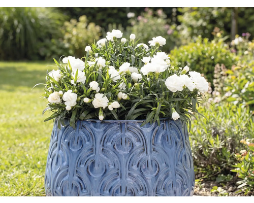 Ghiveci cu garoafe albe în grădină