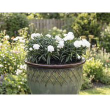 Garoafe albe într-un vas de plantare în grădină