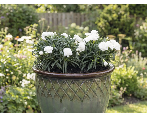 Garoafe albe într-un vas de plantare în grădină