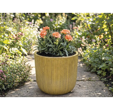 Garoafe în jardinieră canelată în grădină