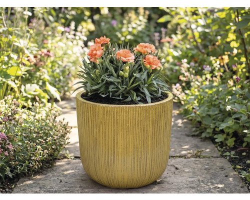 Garoafe în jardinieră canelată în grădină