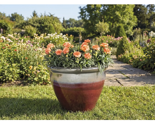 Ghiveci cu garoafe pe un gazon într-o grădină.