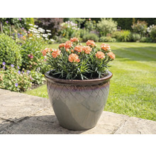 Garofițe în ghiveci pe dale de grădină