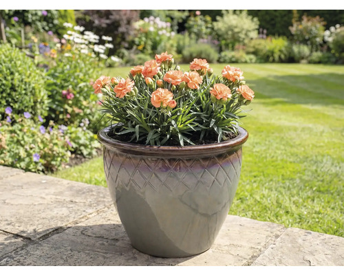 Garofițe în ghiveci pe dale de grădină