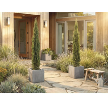 Spațiu de intrare decorativ cu doi chiparoși subțiri în jardiniere pătrate