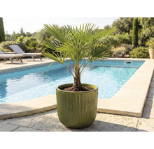 Palmier de cânepă într-un ghiveci afară