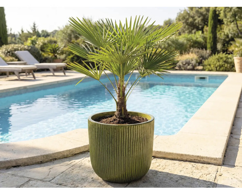 Palmier de cânepă într-un ghiveci afară