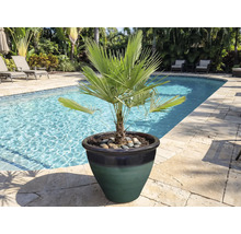 Palmier pitic într-un ghiveci la marginea piscinei