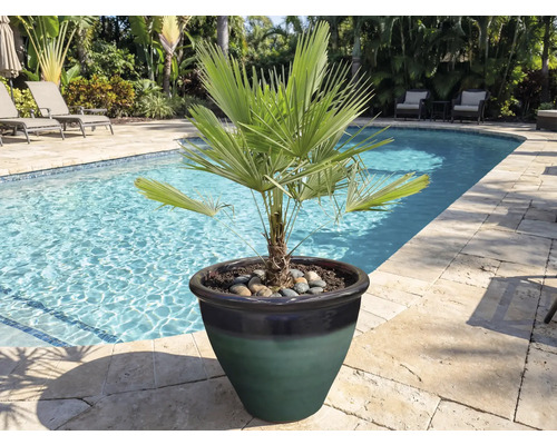 Palmier pitic într-un ghiveci la marginea piscinei