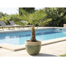 Palmier pitic în ghiveci lângă piscină și șezlonguri