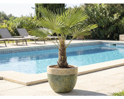 Palmier pitic în ghiveci lângă piscină și șezlonguri