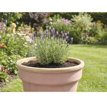 Lavandă într-un ghiveci în grădină