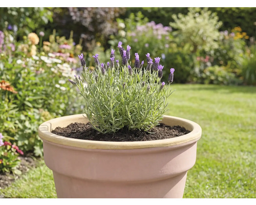 Lavandă într-un ghiveci în grădină