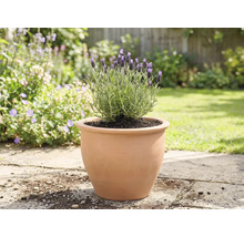 Lavandă într-un ghiveci de teracotă în grădină.