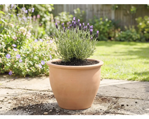 Lavandă într-un ghiveci de teracotă în grădină.