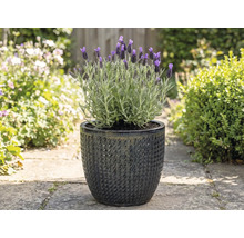 Lavandă într-un ghiveci texturat în grădină