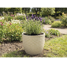 Lavandă într-un ghiveci în grădină.