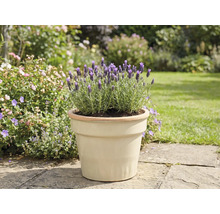 Lavandă într-un ghiveci în grădină