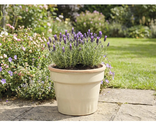 Lavandă într-un ghiveci în grădină